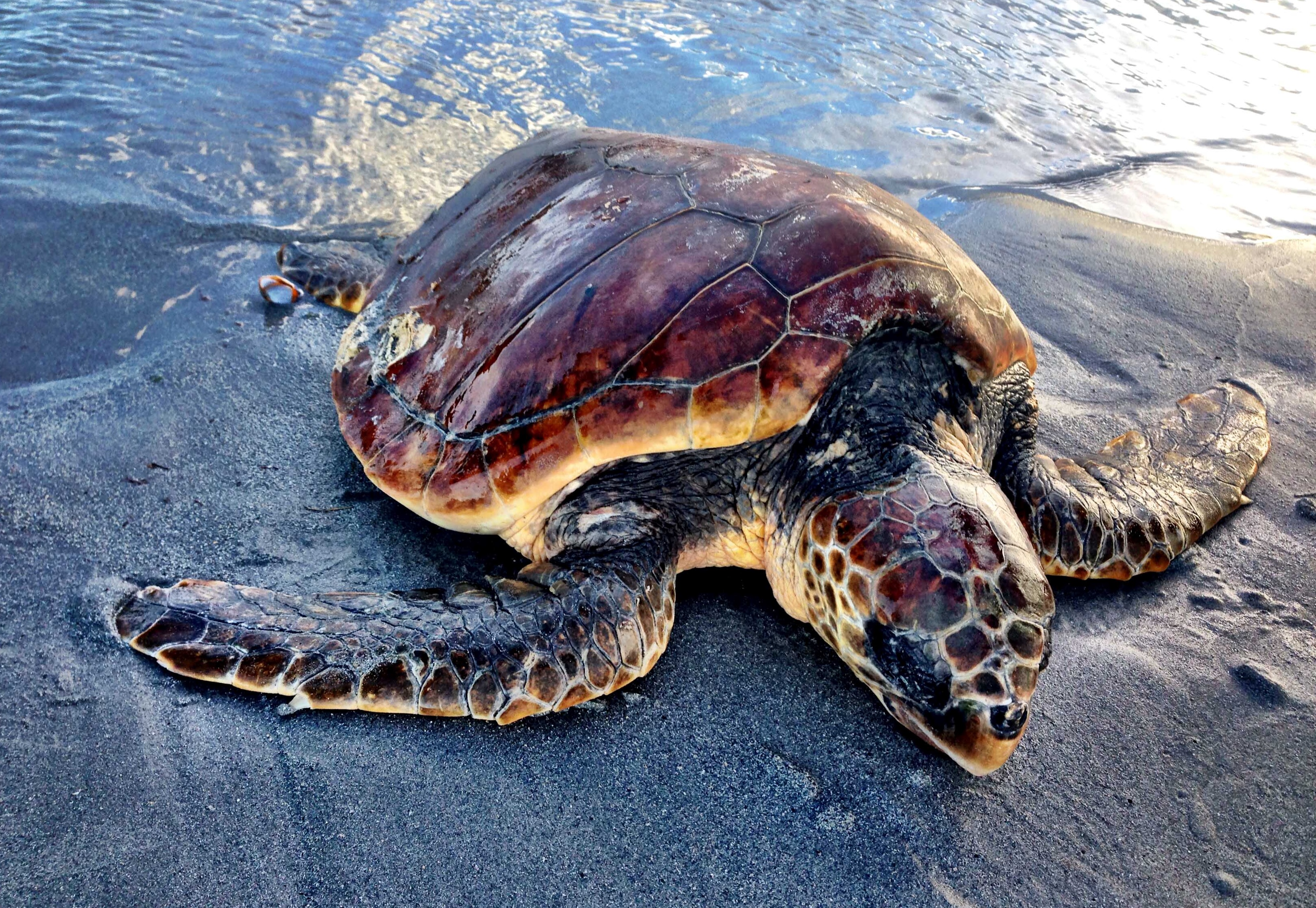 Морские черепахи жизнь. Черепаха Каретта-Каретта. Морская черепаха логгерхед. Черепаха Каретта (логгерхед). Морская черепаха Каретта.